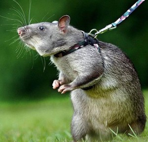 gambian-pouch-rat-tikus-afrika-300x288