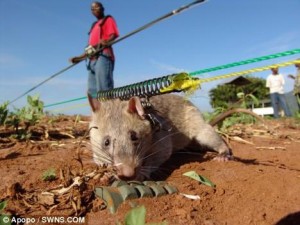 gambian-pouch-rat-tikus-afrika-pendeteksi-ranjau-300x225